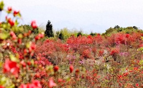 宁波郊游景区排名前十(宁波景区封闭通知)插图41