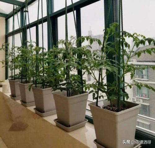 基地花盆厂家排名前十(附近的陶瓷花盆厂家)插图12