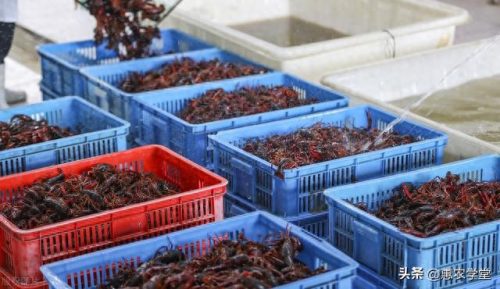 龙虾价格等级排名前十(龙虾调料十大品牌排名)插图