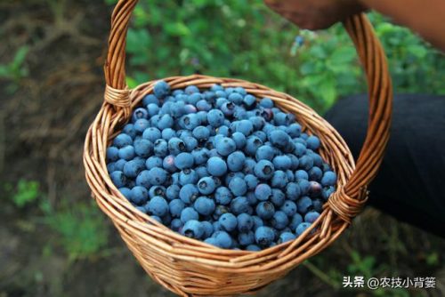 优质蓝莓品种排名前十(蓝莓品种排名)插图6