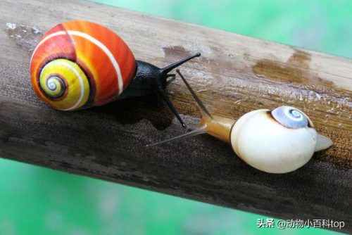 蜗牛好看品种排名前十(观赏蜗牛品种)插图