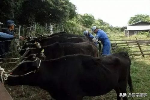 风味牛肉厂商排名前十(正宗潮汕牛肉火锅)插图44