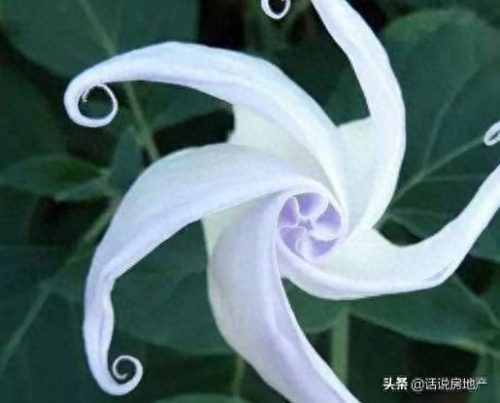 什么花在夜里排名前十(排名第一最好的旺宅花)插图