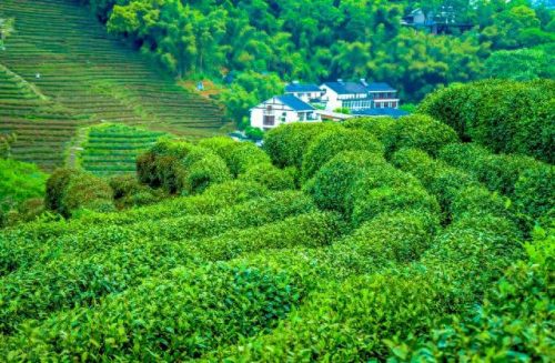 西湖最美茶园排名前十(十大中国最美茶园)插图38