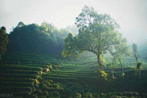 西湖最美茶园排名前十(十大中国最美茶园)插图37