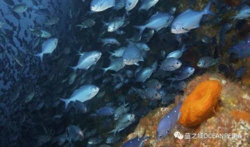 新西兰潜水公司排名前十(世界顶级潜水品牌)插图8