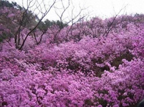 青岛曼谷景点排名前十(青岛城中路景点推荐)插图11
