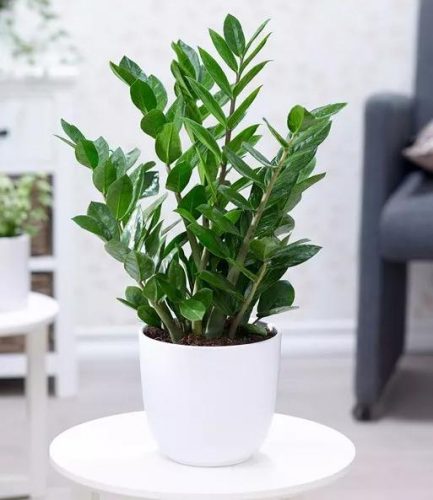 平价阳台植物排名前十(卧室里放什么植物比较好)插图79