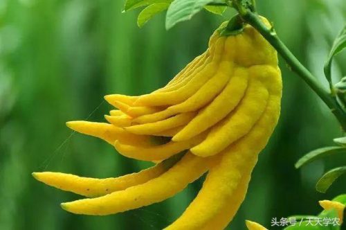 柑橘名贵品种排名前十(现在什么柑橘品种最好)插图3