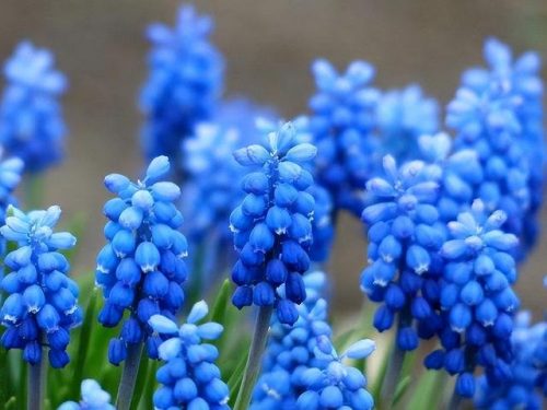 最美的花卉排名前十(漂亮的花卉)插图3
