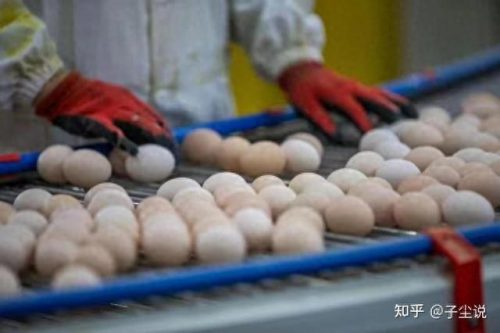 深圳鸡蛋销量排名前十(深圳鸡蛋最大批发市场)插图2