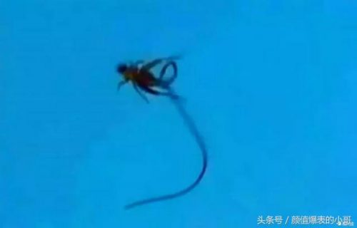 世界洗脑生物排名前十(世界上最大的动物排名)插图5