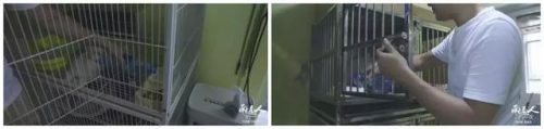 南通猫舍排名前十(猫舍推荐)插图2