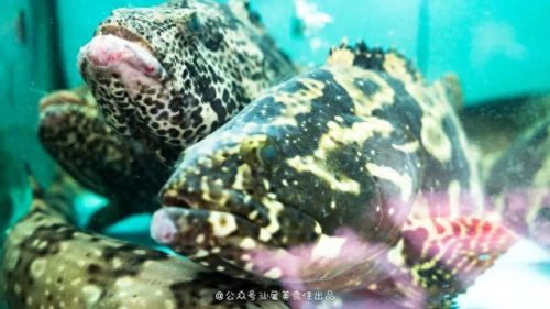 海丰本地饭店排名前十(海丰县排名前十的好吃餐厅)插图16