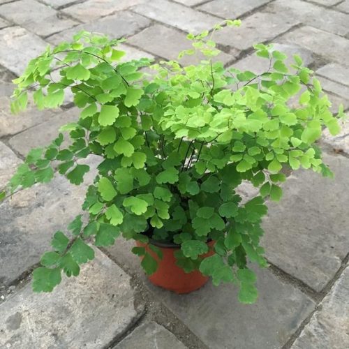 平价阳台植物排名前十(卧室里放什么植物比较好)插图78