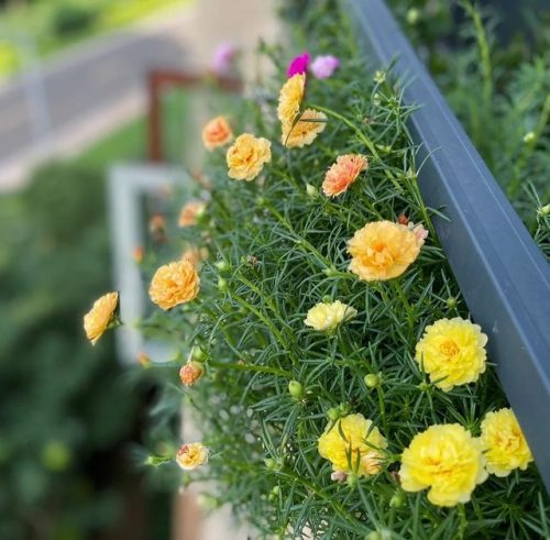 平价阳台植物排名前十(卧室里放什么植物比较好)插图10