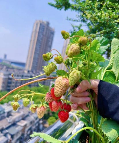 平价阳台植物排名前十(卧室里放什么植物比较好)插图17