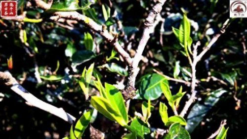 临沧的茶叶排名前十(临沧最有名的茶叶品种)插图5