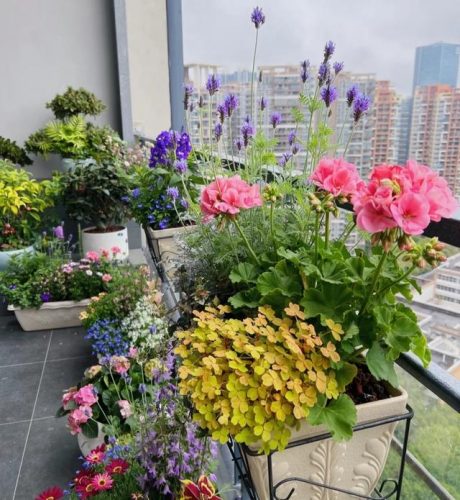 平价阳台植物排名前十(卧室里放什么植物比较好)插图9