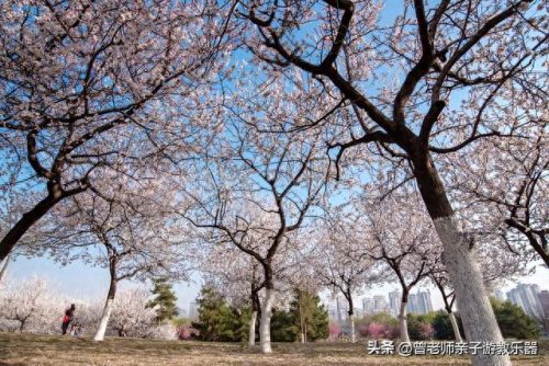 西安小吃景区排名前十(西安小吃甄糕)插图68