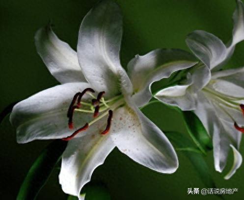 什么花在夜里排名前十(排名第一最好的旺宅花)插图2