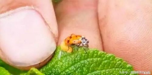 世界洗脑生物排名前十(世界上最大的动物排名)插图2