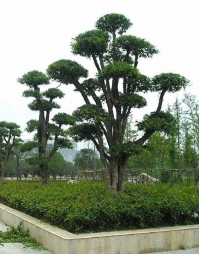 冬季树木品种排名前十(常见的树木品种大全)插图7