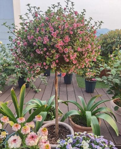 平价阳台植物排名前十(卧室里放什么植物比较好)插图6