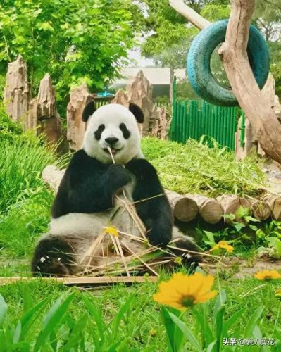 我国保护动物排名前十(一级保护动物排名)插图