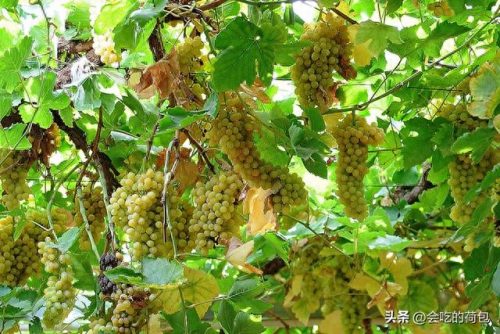 优质葡萄评奖排名前十(百元葡萄排行榜前十名)插图8