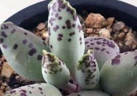 排名前十生石花(生石花的品种及名称图片)插图7