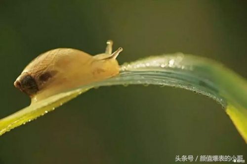 世界洗脑生物排名前十(世界上最大的动物排名)插图8