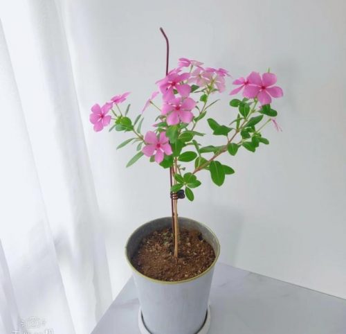 平价阳台植物排名前十(卧室里放什么植物比较好)插图46