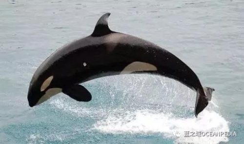 新西兰潜水公司排名前十(世界顶级潜水品牌)插图9