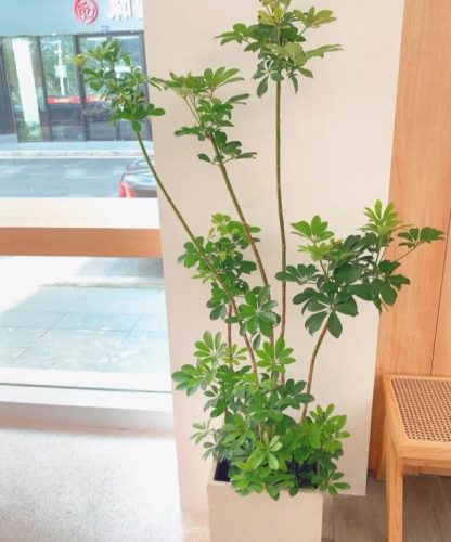 平价阳台植物排名前十(卧室里放什么植物比较好)插图69