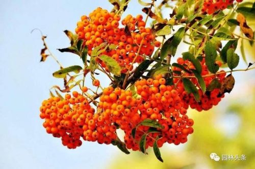 新疆枕木品种排名前十(新疆)插图14