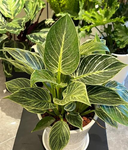 平价阳台植物排名前十(卧室里放什么植物比较好)插图59