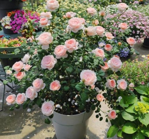 平价阳台植物排名前十(卧室里放什么植物比较好)插图25