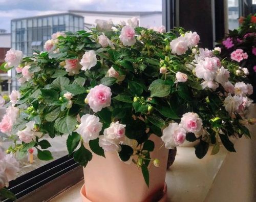 平价阳台植物排名前十(卧室里放什么植物比较好)插图21
