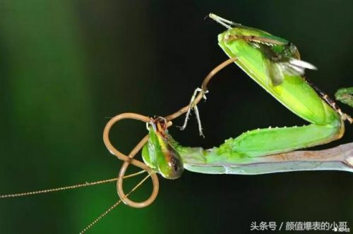 世界洗脑生物排名前十(世界上最大的动物排名)插图4