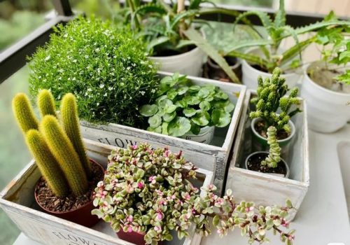 平价阳台植物排名前十(卧室里放什么植物比较好)插图30