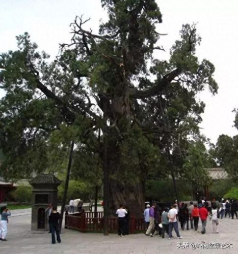 世界古榕树排名前十(中国十大榕树排名)插图