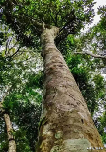 山头茶叶价格排名前十(茶叶产地排名榜前十名)插图4