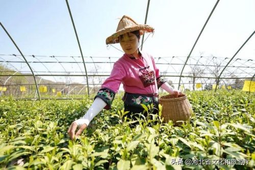 河北绿茶价位排名前十(绿茶茶叶市场价格)插图4