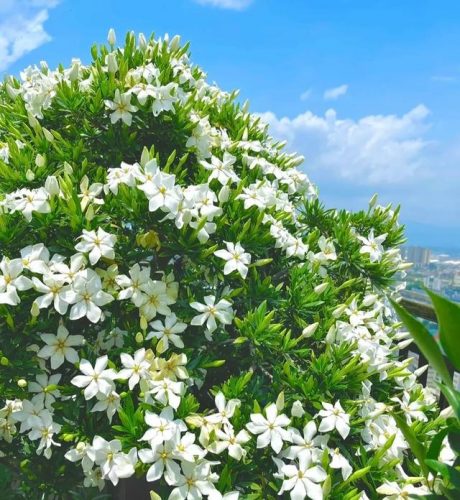 平价阳台植物排名前十(卧室里放什么植物比较好)插图