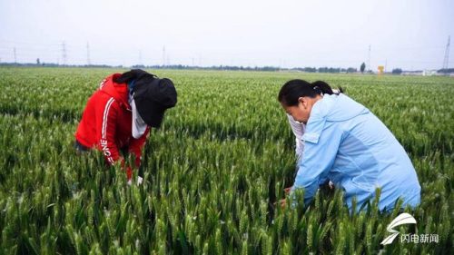 武城小麦产量排名前十(菏麦17小麦产量)插图1
