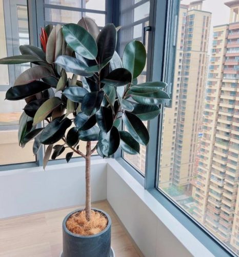平价阳台植物排名前十(卧室里放什么植物比较好)插图67