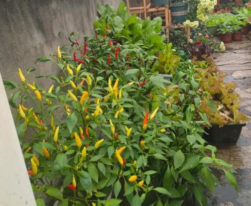 平价阳台植物排名前十(卧室里放什么植物比较好)插图19