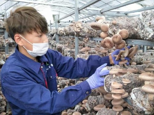 贵州银耳工厂排名前十(贵州经济排名)插图