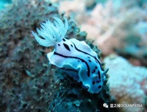 新西兰潜水公司排名前十(世界顶级潜水品牌)插图22